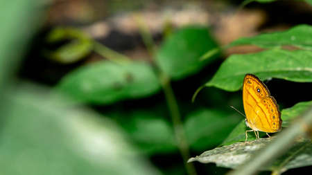Malay cruiser butterfly resting on the forest groundの写真素材