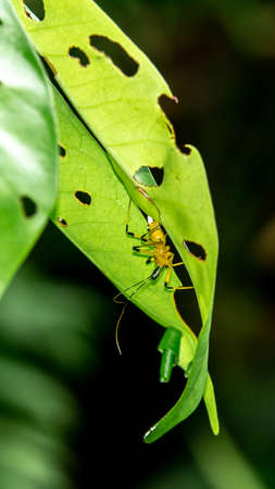 Borneo yellow assasin bug hiding in the leafの写真素材