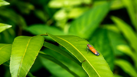 Borneo Leafhopper Bothrogonia addita resting on the leafの写真素材