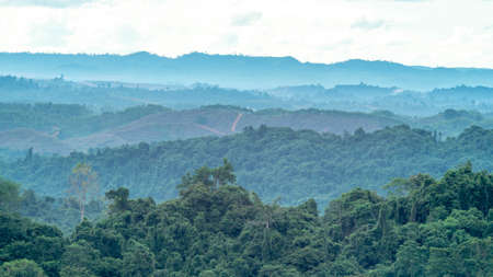 Beautiful landscape of Borneo tropical rainforest in the morning. Misty morning in the forestの写真素材