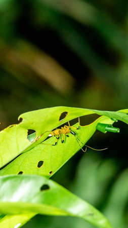 Borneo yellow assasin bug hiding in the leafの写真素材
