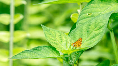 Borneo skipper butterfly resting on the leafの写真素材