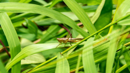 Borneo brown grasshopper on the green grassの写真素材