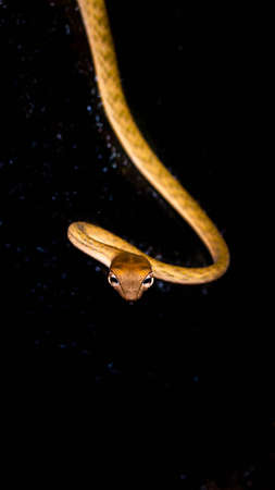 Brown Asian Vine snake found in Borneo forest. Brown Asian whip snake on dark backgroundの写真素材