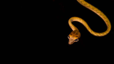 Brown Asian Vine snake found in Borneo forest. Brown Asian whip snake on dark background