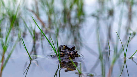 A pair of Fejervarya limnovaris, Asian grass frog mating in the pondの写真素材
