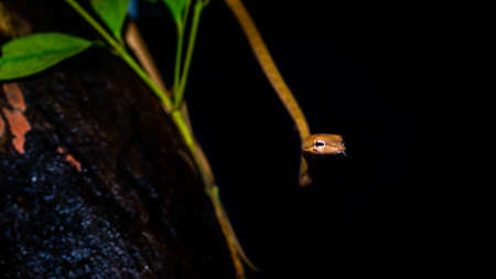 Brown Asian Vine snake found in Borneo forest. Brown Asian whip snake on dark backgroundの写真素材