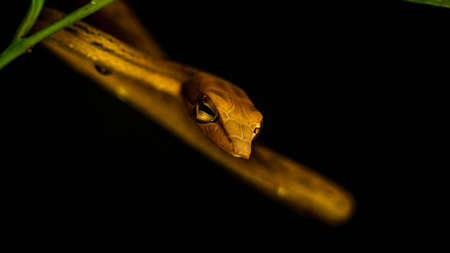 Brown Asian Vine snake found in Borneo forest. Brown Asian whip snake on dark backgroundの写真素材