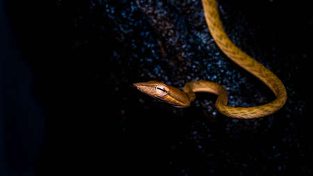 Brown Asian Vine snake found in Borneo forest. Brown Asian whip snake on dark backgroundの写真素材