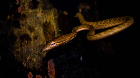 Brown Asian Vine snake found in Borneo forest. Brown Asian whip snake on dark background