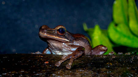 Closeup of Polyoedates leocomystax on dark backgroundの写真素材