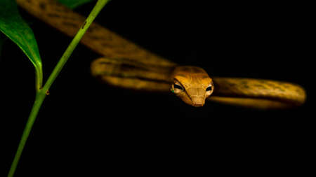 Brown Asian Vine snake found in Borneo forest. Brown Asian whip snake on dark backgroundの写真素材