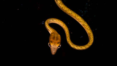 Brown Asian Vine snake found in Borneo forest. Brown Asian whip snake on dark backgroundの写真素材