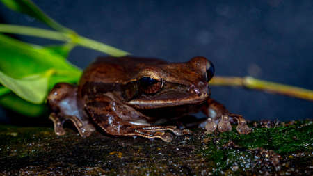 Closeup of Polyoedates leocomystax on dark backgroundの写真素材