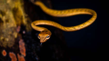 Brown Asian Vine snake found in Borneo forest. Brown Asian whip snake on dark backgroundの写真素材