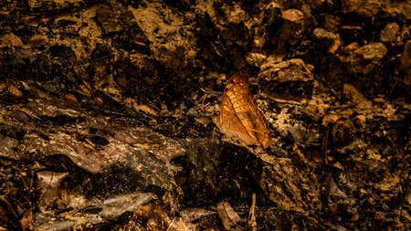 Malay cruiser butterfly resting on forest groundの写真素材