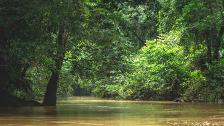 Dense vegetation along the riverbank. Beautiful landscape of Borneo tropical rainforestの写真素材