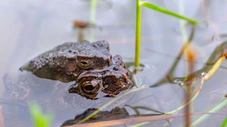 A pair of Fejervarya limnovaris, Asian grass frog mating in the pondの写真素材