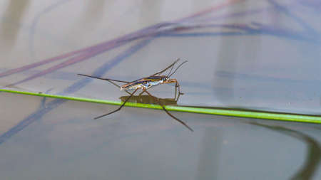 Borneo common water strider on the pondの写真素材