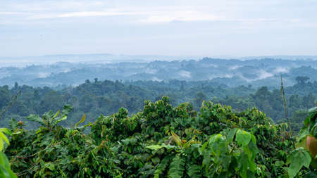 Beautiful landscape of Borneo tropical rainforest in the morning. Misty morning in the forestの写真素材