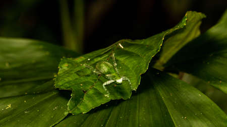 Closeup of Borneo bush cricket camouflage with surroundingsの写真素材