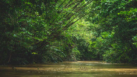 Dense vegetation along the riverbank. Beautiful landscape of Borneo tropical rainforestの写真素材