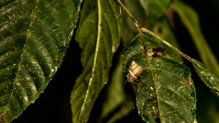 Borneo tree snail on the leafの写真素材