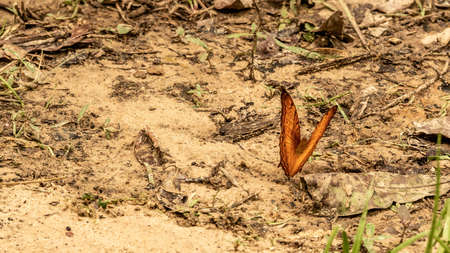 Malay cruiser butterfly resting on forest groundの写真素材