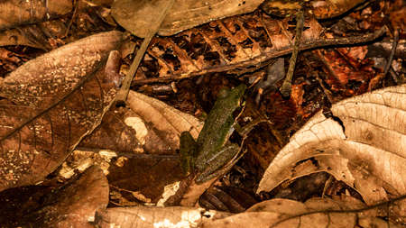 Green tree frog on the forest groundの写真素材