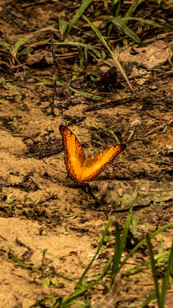 Malay cruiser butterfly resting on forest groundの写真素材