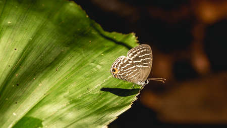 Jamides celeno butterfly resting on the tip of a leafの写真素材