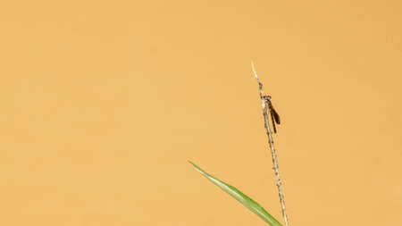 Common blue jewel damselflies restingの写真素材
