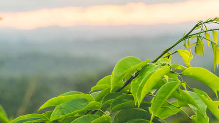 Borneo tropical rain forest at sunset. Sunset in the forestの写真素材