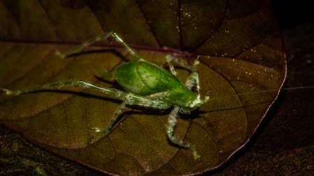 Closeup of Borneo bush cricket. Green grasshopper on brownish leafの写真素材