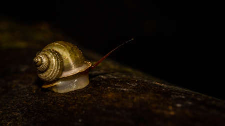 Borneo land snail crawling in the forest ground. Borneo tropical rain  forest animalの写真素材