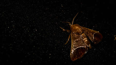 Closeup of Borneo moth with dark backgroundの写真素材