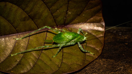 Closeup of Borneo bush cricket. Green grasshopper on brownish leafの写真素材