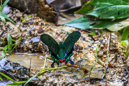 Beautiful Paris peacock butterfly on the forest groundの写真素材