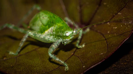 Closeup of Borneo bush cricket. Green grasshopper on brownish leafの写真素材