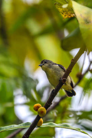 Plain Flower Pecker bird perching in the branchの写真素材
