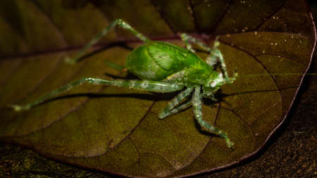 Closeup of Borneo bush cricket. Green grasshopper on brownish leafの写真素材