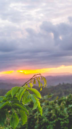 Borneo tropical rain forest at sunset. Sunset in the forestの写真素材