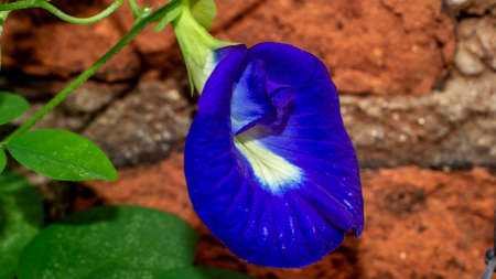 Beautiful closeup of Asian pigeonwings flower. medicinal plant from South East Asiaの写真素材