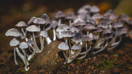 Beautiful closeup of a group of mushrooms growing on forest floor with bokeh background. Mushroom macro, Mushrooms photo, forest photo, forest backgroundの写真素材