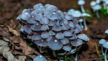 Beautiful closeup of a group of mushrooms growing on forest floor with bokeh background. Mushroom macro, Mushrooms photo, forest photo, forest backgroundの写真素材
