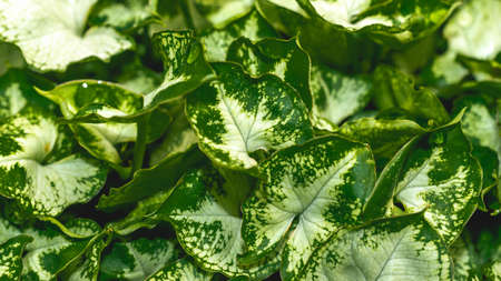 Closeup of green lush succulent leaves. Tropical leaves. Nature green backgroundの写真素材