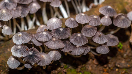 Beautiful closeup of a group of mushrooms growing on forest floor with bokeh background. Mushroom macro, Mushrooms photo, forest photo, forest backgroundの写真素材