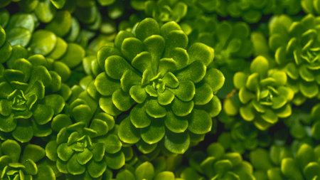 Closeup of green lush succulent leaves. Tropical leaves. Nature green backgroundの写真素材