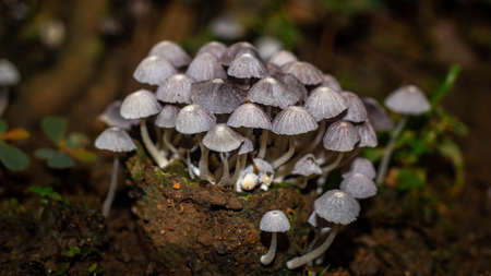 Beautiful closeup of a group of mushrooms growing on forest floor with bokeh background. Mushroom macro, Mushrooms photo, forest photo, forest backgroundの写真素材