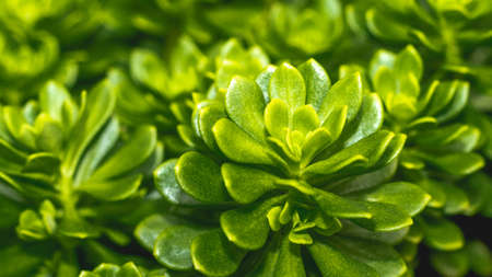 Closeup of green lush succulent leaves. Tropical leaves. Nature green backgroundの写真素材